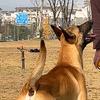 成都杜伟工作犬繁训基地头像