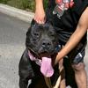 传承猛犬   厂长头像