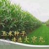 北京大京九青贮种子头像