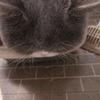 春秋头像