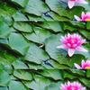 A钦瑞芳头像