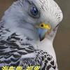 @海东青-视界头像