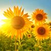 向日葵🌻头像