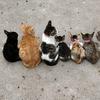 小熊熊养小猫咪头像