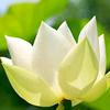 123花开见佛头像