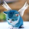 蓝猫甄选头像