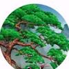 万年松头像