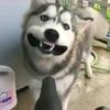是团子吖头像