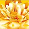 花菜888头像