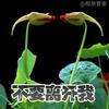 翱翔天空(小号天高任鸟飞）头像