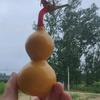 老明在西非头像