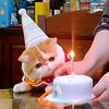 小四儿🐱头像