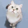 猫魔术头像
