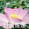 东台乐之润鹤哥头像