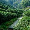 茶馆听书头像