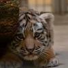 Tiger头像