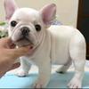 西安大运宠物犬繁殖基地官方号头像