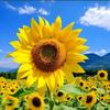向日葵🌻头像