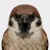 小鸟🐦🐦🐦🐦🐦🐦🐦🐦🐦头像