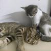 猫猫虫头像