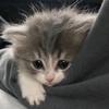 水下猫meme头像