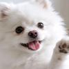 博美犬小瑞雪头像