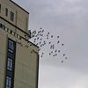 东莞养鸽人MarsDovecots头像
