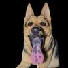 鼎鑫🇨🇳昆明犬头像