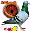 田总头像