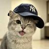 小猫.仔)头像