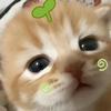 ꧁꫞小草喵꫞꧂头像