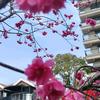 壁虎头像