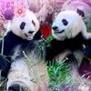 是熊也是猫～🐼🐼🎋头像