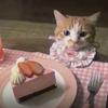 Kitty cat.头像