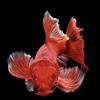 阿默水族头像