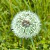 蒲公英1341头像