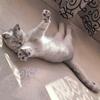 想吃月亮的小喵🐱头像
