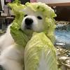 菜狗逆袭头像