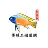 博雅三湖慈鲷*烟台快乐水中鱼头像