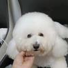 喜欢毛孩子头像