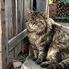 院里护家猫头像