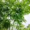 文字守望者-踏浪听风♥头像