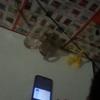 忍兰头像