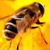 小蜜蜂头像
