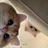 猫meme爆笑小剧场头像