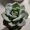 多肉小杨头像