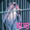 我叫可可头像
