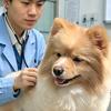 阿杰养狗头像
