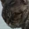 小猫有点困头像