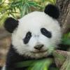 王梓妍是一个小熊猫头像